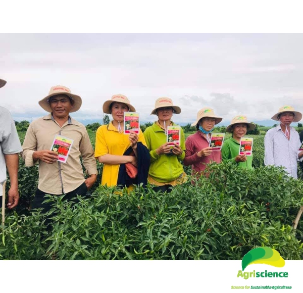 Ớt AGRI THAI 666