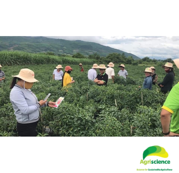 Ớt AGRI THAI 666