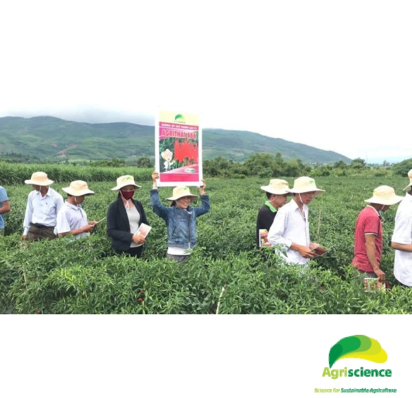 Ớt AGRI THAI 666