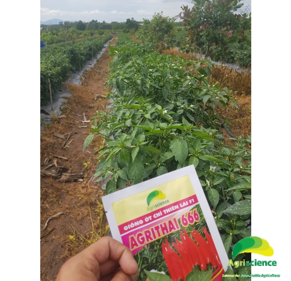 Ớt AGRI THAI 666