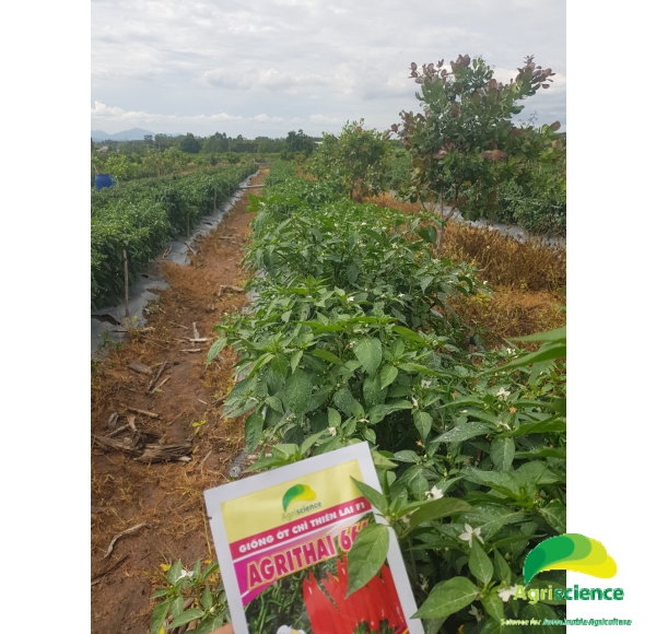 Ớt AGRI THAI 666