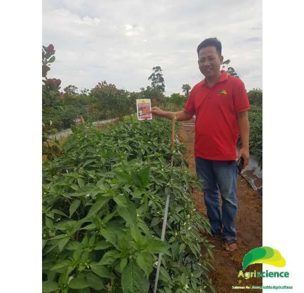 Ớt AGRI THAI 666