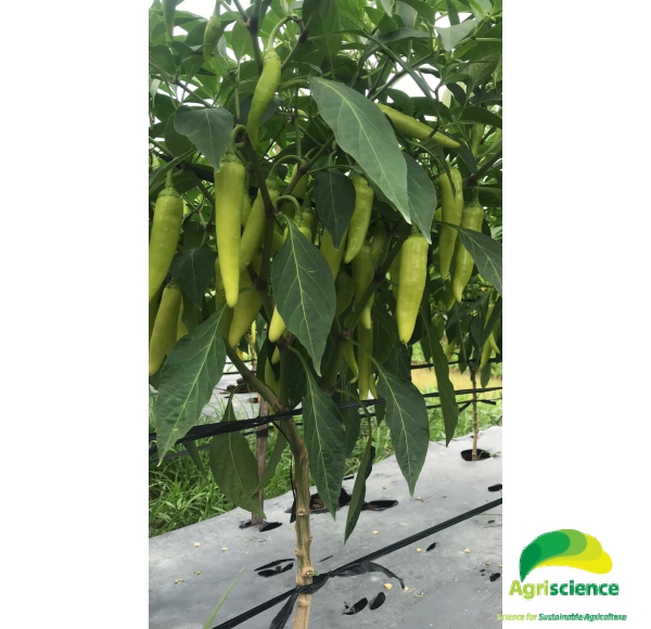 Ớt Sừng Vàng AGRI AFRICA 207