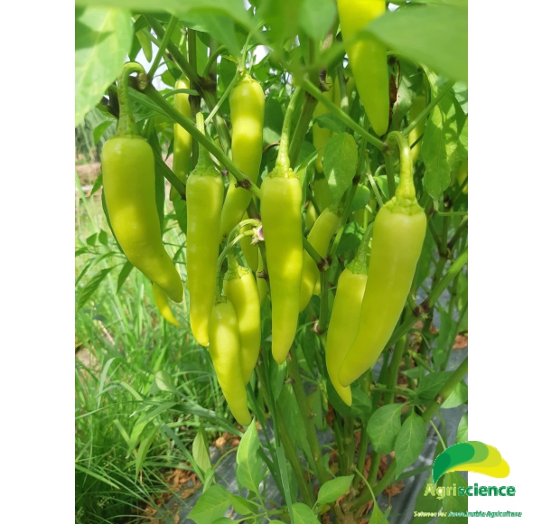 Ớt Sừng Vàng AGRI AFRICA 207