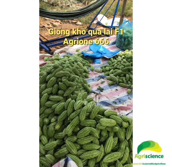 Khổ Qua Lai F1 AGRIONE 666