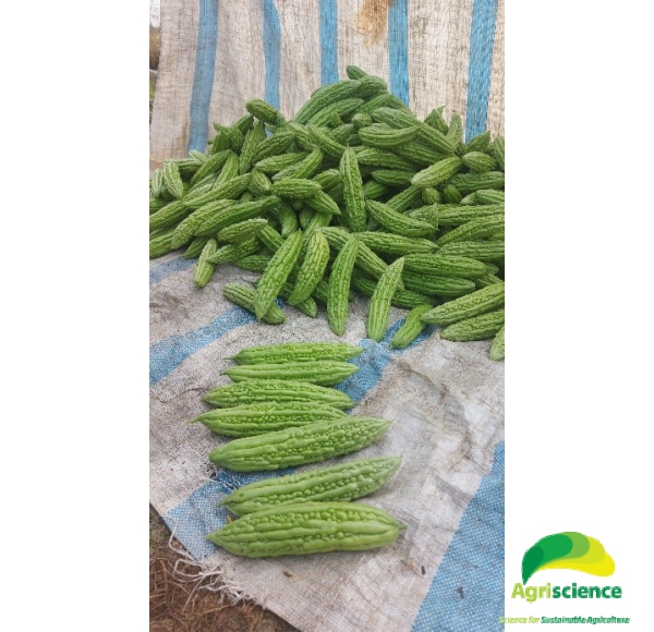 Khổ Qua Lai F1 AGRI LONG 999