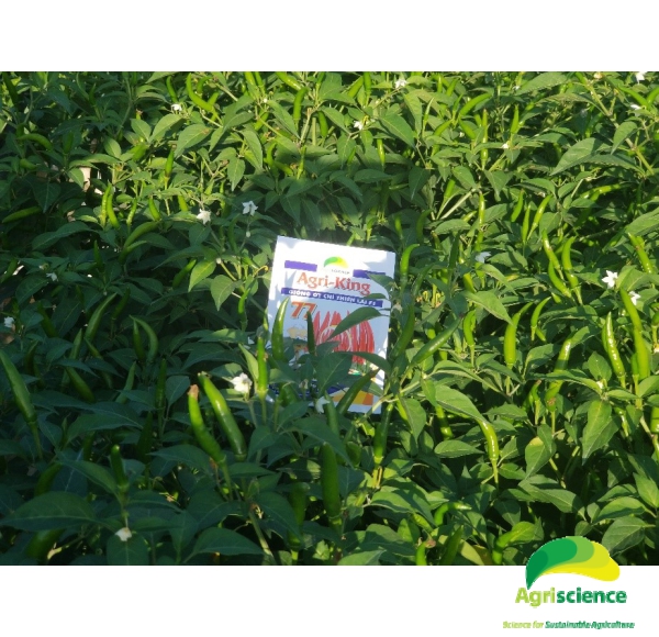 Ớt AGRI - KING 77