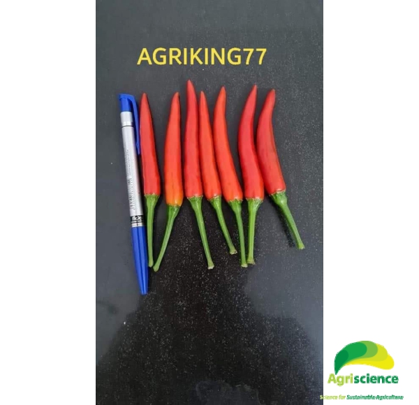 Ớt AGRI - KING 77