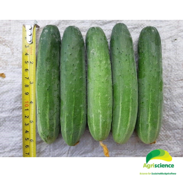 Dưa Leo AGRI MEKONG 666
