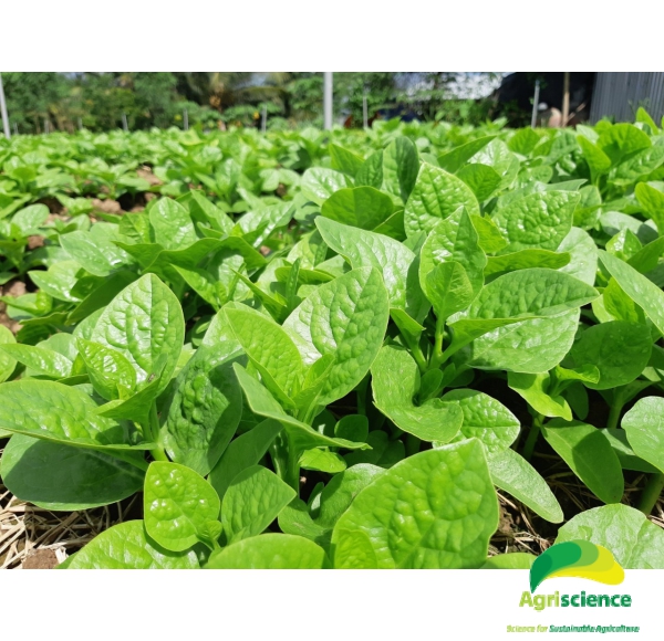 Rau Mồng Tơi Malabar Spinach 067