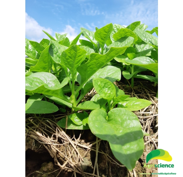 Rau Mồng Tơi Malabar Spinach 067