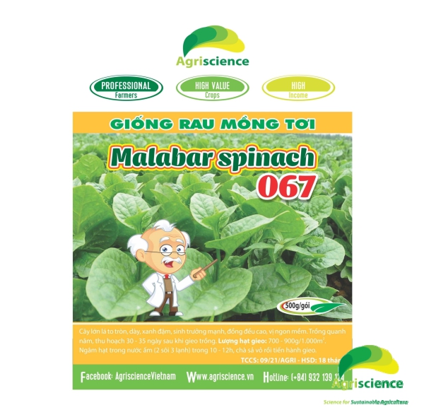 Rau Mồng Tơi Malabar Spinach 067