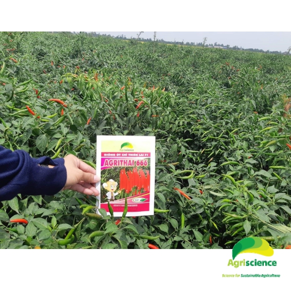 Ớt AGRI THAI 666