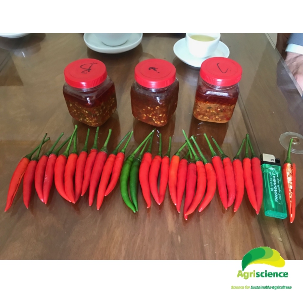 Ớt AGRI THAI 666