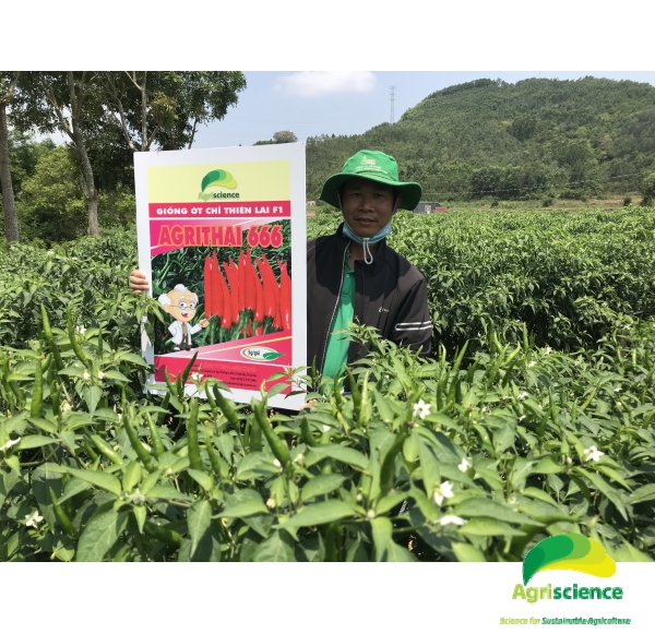 Ớt AGRI THAI 666