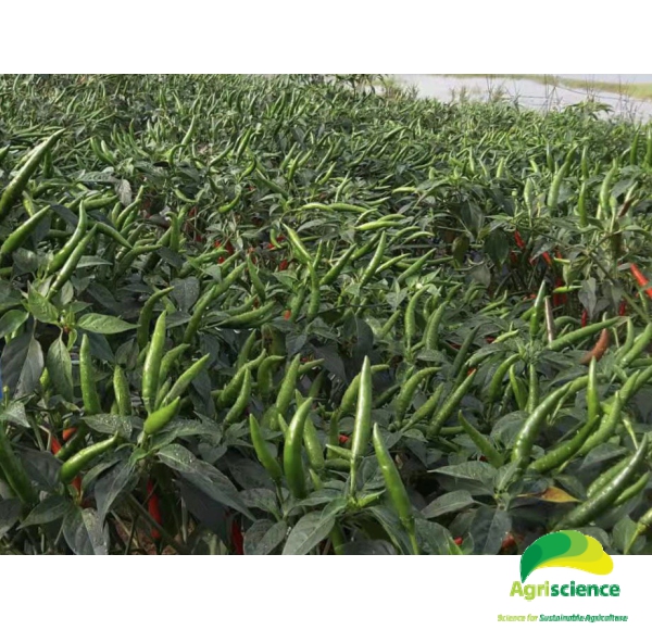 Ớt AGRI THAI 666