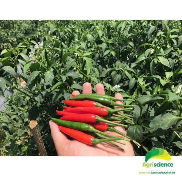 Ớt AGRI THAI 666