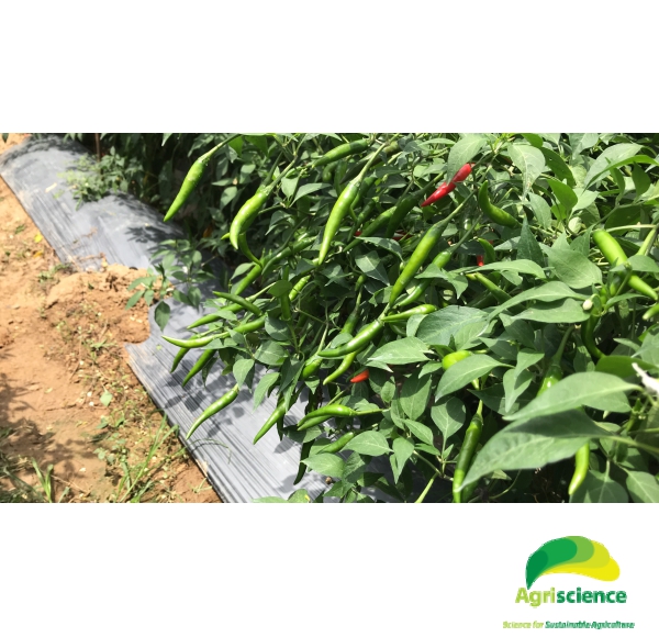 Ớt AGRI THAI 666