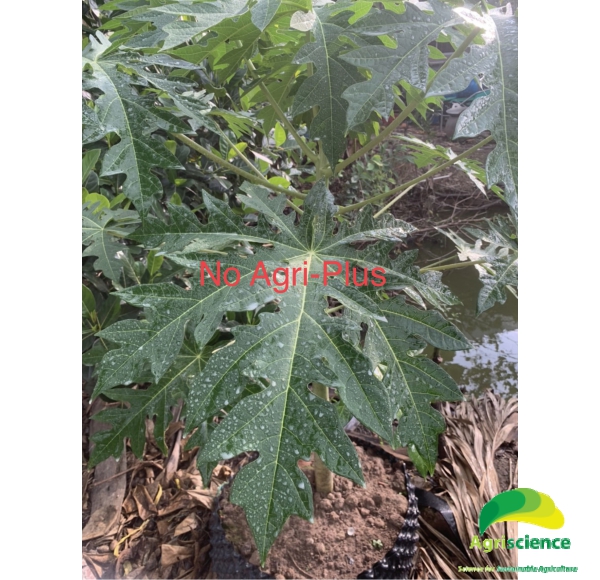 Phân Bón Vi Lượng AGRI - PLUS+++
