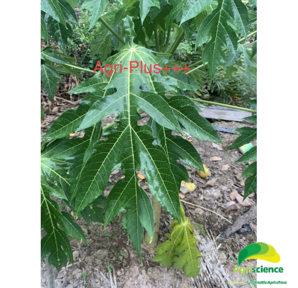 Phân Bón Vi Lượng AGRI - PLUS+++