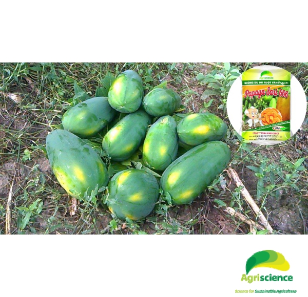 Đu Đủ Ruột Vàng PAPAYA SARI 666