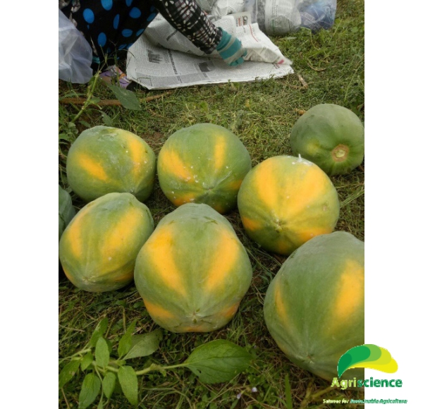 Đu Đủ Ruột Vàng PAPAYA SARI 666
