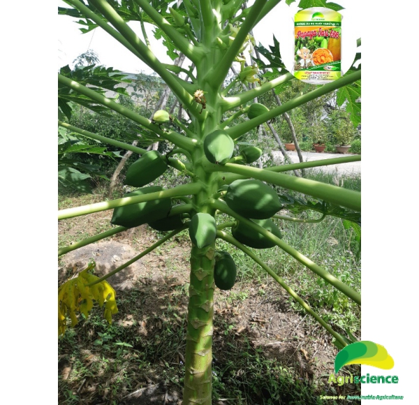 Đu Đủ Ruột Vàng PAPAYA SARI 666