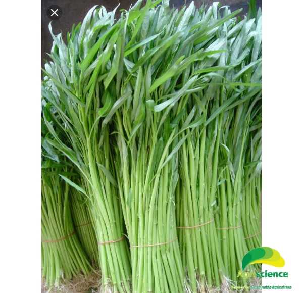Rau Muống AGRI BAMBOO 666