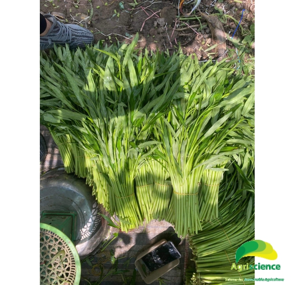 Rau Muống AGRI BAMBOO 666