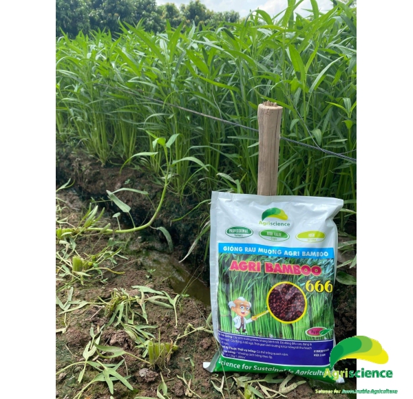 Rau Muống AGRI BAMBOO 666