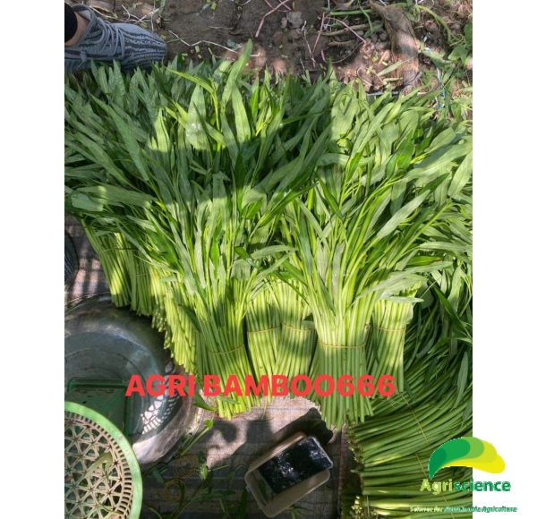 Rau Muống AGRI BAMBOO 666