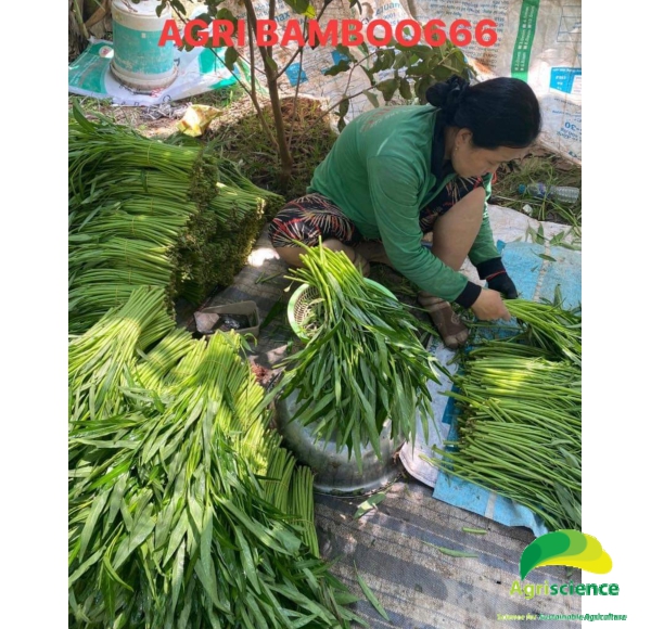 Rau Muống AGRI BAMBOO 666