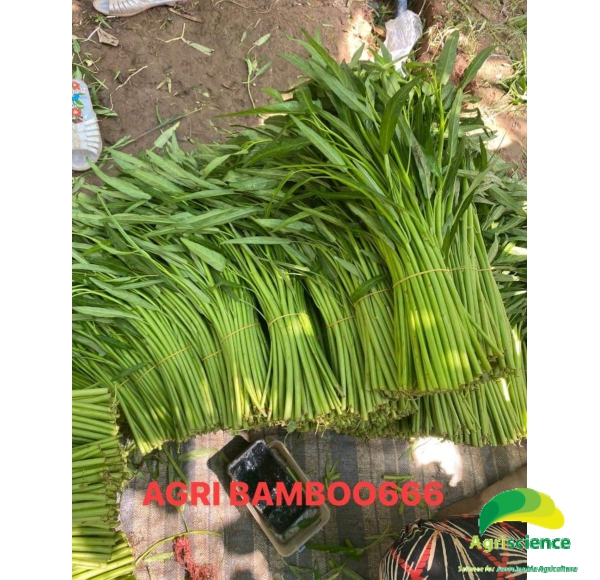 Rau Muống AGRI BAMBOO 666