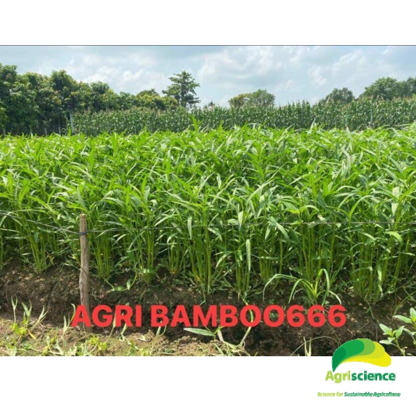 Rau Muống AGRI BAMBOO 666