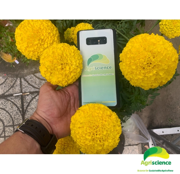 Hoa Vạn Thọ Vàng Chanh Lùn F1 - AGRI YELLOW 01S