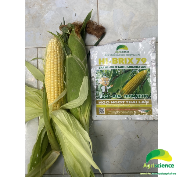 Ngô Ngọt Lai F1 Hi-Brix 79