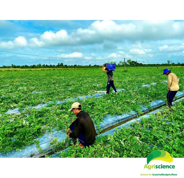 Dưa Hấu AGRI USA 666
