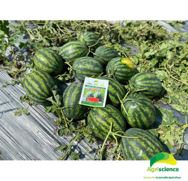 Dưa Hấu AGRI USA 666