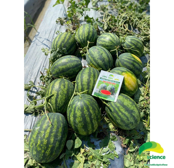 Dưa Hấu AGRI USA 666