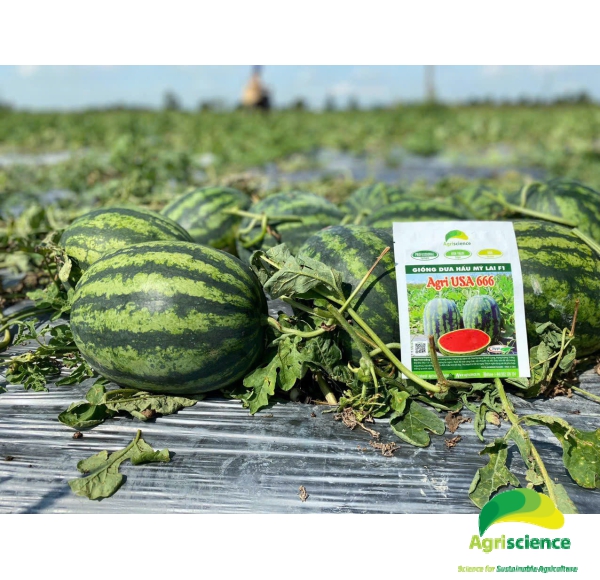 Dưa Hấu AGRI USA 666